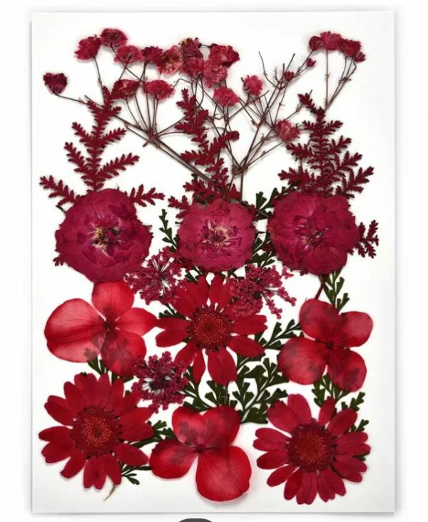 60111410 Flores secas - flores color rojo